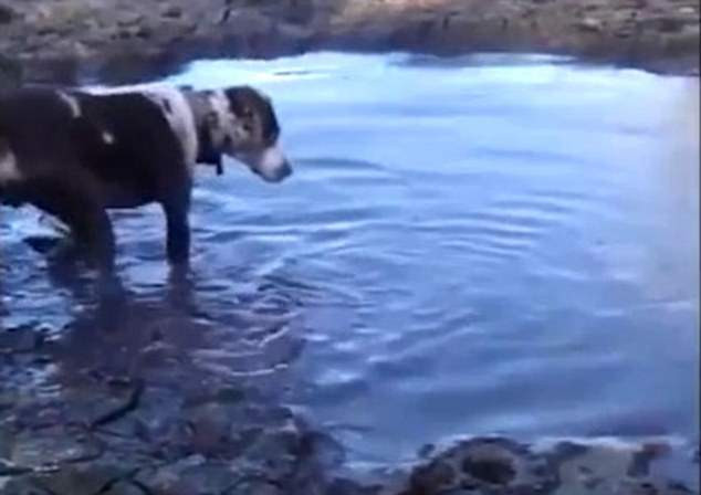 Σκύλος δέχεται την επίθεση αλιγάτορα ενώ παίζει στο νερό (βίντεο)